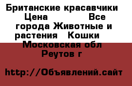 Британские красавчики › Цена ­ 35 000 - Все города Животные и растения » Кошки   . Московская обл.,Реутов г.